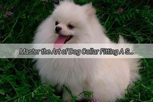 Master the Art of Dog Collar Fitting A StepbyStep Guide to Comfort and Safety